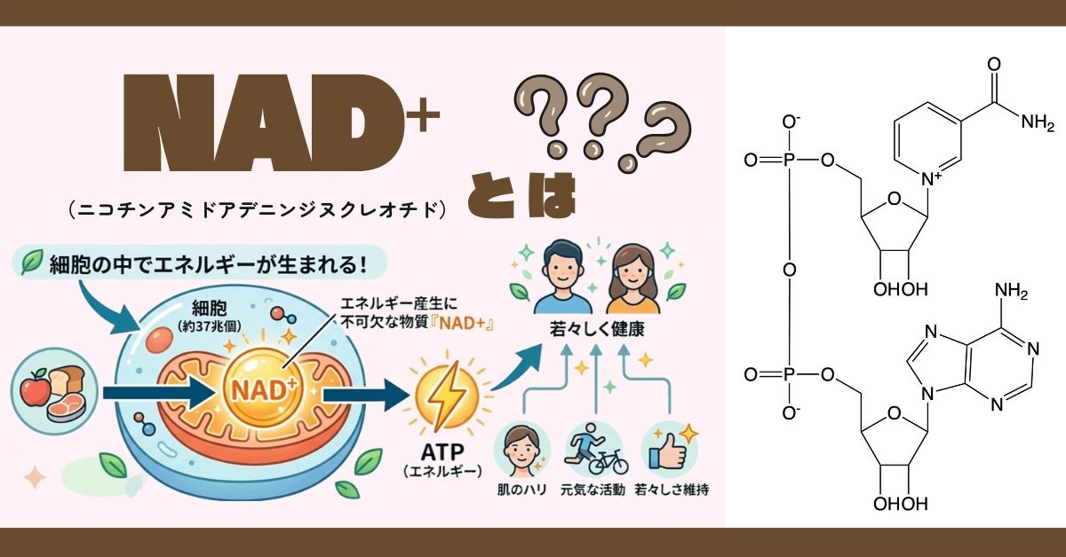 NAD+とは？